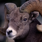 Male Big Horn Sheep ,

The horns can weigh up to 30 pounds, while the sheep themselves weigh up to 500 pounds . 