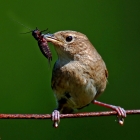 Only one species occurs in the Old World, where it is commonly known simply as the "Wren"; it is called Winter Wren in North America.
They are mainly small and inconspicuous, except for their loud and often complex songs.
