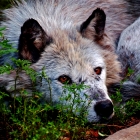 Wolves differ from domestic dogs in a more varied nature. Anatomically, wolves have a comparatively larger brain capacity. Larger paw size, yellow eyes, longer legs, and bigger teeth further distinguish adult wolves from other canids, especially dogs. 