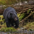 Black Bear in search of the River Salmon. 

Although the Salmon were in record numbers in 2010. The Great Bear Rainforest did Not have a very sucessful salmon run. 

Bears & over 200 species rely heavily on this salmon run. 

Bears require the added energy & fat supplied by the salmon,  to be able to sustain the upcoming hibernation period. 

