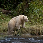 Spirit Bear Pondering the Moment in search of a Chub Salmon 