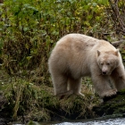 Spirit Bear searching the River for Salmon 