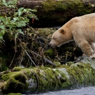 The Kermode Bear is a Subspecies of the American Black Bear. 
A Rare specimen these guys. The light coloured fur allows daytime feeding where the Black bears may get too hot with their dark coats and venture into deep woods or covered rivers. 