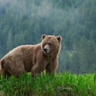 A Juvenile female Wild Grizzly Bear in the Khutzeymateen , with over 98,000 acres to roam and be herself ! 