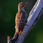 The Northern Flicker (Colaptes auratus) is a medium-sized member of the woodpecker family. is one of the few woodpecker species that migrates, and is the only woodpecker that commonly feeds on the ground. There are over 100 common names for the Northern Flicker. Among them are: Yellowhammer,gaffer woodpecker,harry-wicket, heigh-ho. Many of these names are attempts at imitating some of its calls.