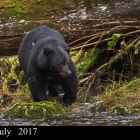 " Scar Face "..Seasoned Black Bear...Great Bear Rainforest Northern British Columbia Canada 