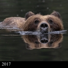 " Treading Water " ..Grizzly Bear swimming, Khutzeymateen Grizzly Bear Sanctuary Northern British Columbia Canada 