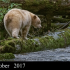 " Spirit Hunter " ...Kermode Bear or Spirit Bear of Great Bear Rainforest Northern British Columbia Canada 