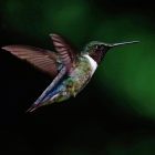 Ruby Throated Hummingbird hovering in mid-flight