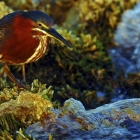 This Image of a Green Heron was awarded in the Annual,  Canadian Wildlife Photography of 2010. Sponsored by Canadian Geographic Magazine & Museum of Nature Ottawa. This is the second time Bill has been honoured in their Competitions. 
  