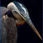 The largest North American heron, it is blue-gray overall, the neck is rusty-gray, with black and white streaking down the front; the head is paler, with a nearly white face, and a pair of black plumes running from just above the eye to the back of the head. The bill is dull yellowish, becoming orange briefly at the start of the breeding season.
