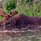 Bull Moose in Algonquin.  Getting some relief from the Flies. Replenishing necessary protein & sodium from long winter. 
Did you know?

A male Moose grows and then sheds its antlers each year (unlike horns which remain throughout an animal's life). Moose antlers are the fastest type of growing bone known on the planet. A Moose may grow a set of antlers weighing up to 25 kilograms in just five months!
