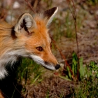 Red Fox in Springtime. Algonquin Park resident after long winter, shown here shedding his winter coat and hungry.
  