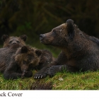 " Curious, Shy, Alert "... Grizzly Bear Family in Great Bear Rainforest Northern British Columbia Canada .

" AWARD winning Photo"