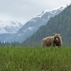 Grizzly Bear with Snow covered Mountains in Khutzeymateen. 

