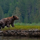 The Grizzly Bear seen here is enjoying his freedom in the Khutzeymateen!   The Khutzeymateen in Northern British Columbia Canada is the only Grizzly Bear Sanctuary in Canada , where these wild Grizzlies roam free without pressure of trophy hunting!