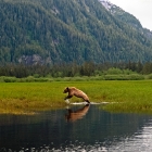 This beautiful Wild Grizzly Bear is navigating the estuary at high tide. The ocean tide can exceed twenty five feet here ,and the going gets wet at high tide. Snow covered mountains can be seen here in early springtime, when the mountain wintering Bears will return to the Khutzeymateen, Bears can get there much needed  fill on the sedge grasses at lower tides. 