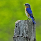 
The bluebird is a symbol of happiness and optimism in numerous cultures around the world.