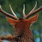 Male elk have large antlers which are shed each year.

Some cultures revere the elk as a spiritual force. In parts of Asia, antlers and their velvet are used in traditional medicines.