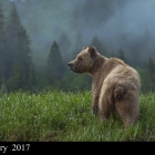 Grizzly Bear feeding on Sedge Grass in springtime, within Khutzeymateen Grizzly Bear Sanctuary in northern B.C. Canada .

" AWARD Winning Photo "