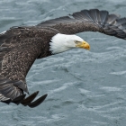 Bald Eagles are Amazing to see In-Flight 