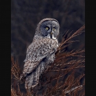 Front cover of 2018 Wildlife Calendar

This Great Grey Owl was a frequent winter visitor during winter of 2017 